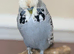Grey male crested English budgie
