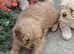 Absolutely Gorgeous F1 Cavapoo puppies