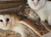 Breeding pair of barn owls