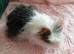 Part Texel Male single Guinea pig