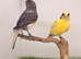 Harlequin canary pair