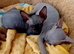 Full hairless kitten girl