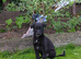 Lurcher pups for sale