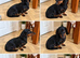 Miniature dachshund black &tan