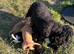 Stunning show type cocker spaniel puppies