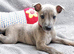 KC reg - Blue Brindle Boy