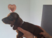 Miniature dachshund