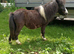 Miniature Shetland colt