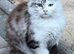 Beautiful Maine Coon Kittens for Sale
