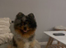 Merle tri Pomeranian