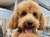 Loving 13-Month-Old Maltipoo Looking for a New Home