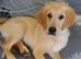 Golden retriever boy