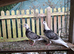 Romanian and English Racing Pigeons