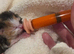 Fluffy kittens for adoption
