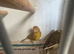 Breeding pair of canaries