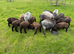 Coloured Ryeland Lambs.