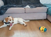 Beagle x spaniel