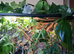 3 crested geckos and large eco terra with stand and all accessories