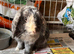 Mini lop male