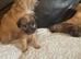 Frenchie Poo Puppies