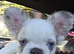 Two french bulldogs, 5 years and 4 months