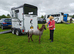 Reg British Spotted Pony 2yo colt AMHA bred