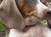 Miniature Dachshund puppy Girl