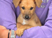 Chester needs a family