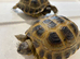 GARDEN TORTOISES