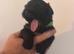 Beautiful Shih Tzu cross Lhasa Apso puppies