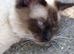 Stunning Male Ragdoll