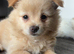 MALTAPOO