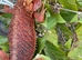 Bearded dragon female