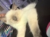 Ragdoll kitten