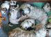 4 Gorgeous Zuchon puppies