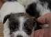 3 girl maltipoo