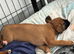 Champion breed boxer puppies