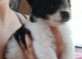 Pomeranian x shihtuz