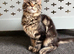Gorgeous Tabby Boy Ready Now!