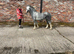 Gino Section A Colt