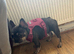 1 Year Old Adult Female French Bulldog
