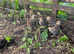 13 unsexed partridge chicks