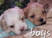 Shihpoos