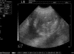 Mobile Ultrasound and Microchipping service