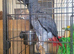 african grey parrot 1350 pound