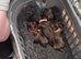 Gsp/Visla puppies KC registered
