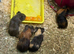 Baby guinea pigs ready now