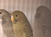 Beautiful young blackface budgies