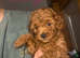 Not available. Red Toy Poodle