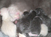 Munchkin cross Ragdoll Kittens
